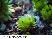 Сочные, яркие уличные суккуленты Молодило кровельное (лат. Sempervivum tectorum) в саду. Растения в саду. Малая глубина резкости. Стоковое фото, фотограф Андрей Пустякин / Фотобанк Лори