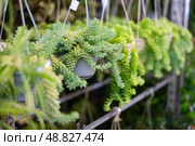 Sedum morganianum hanging in suspended planters on rack in plant store. Стоковое фото, фотограф Яков Филимонов / Фотобанк Лори