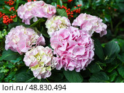 Light pink Hydrangea macrophylla flowers, called Bigleaf or French Hydrangea, from Hydrangeaceae family, blooming beautifully in garden. Стоковое фото, фотограф Татьяна Терехина / Фотобанк Лори