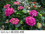 Hydrangea macrophylla Red Baron in bloom with deep pink flowers, also known as Bigleaf or French Hydrangea. Garden plant from Hydrangeaceae family. Стоковое фото, фотограф Татьяна Терехина / Фотобанк Лори