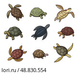 Sea turtle animal, tortoise and terrapin icons. Стоковая иллюстрация, иллюстратор Александрина / Фотобанк Лори