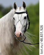 Andalusian white horse portrait against green trees background. Портрет белой (серой) андалузской лошади на фоне зеленых деревьев. Стоковое фото, фотограф Михаил Кондрашов / Фотобанк Лори