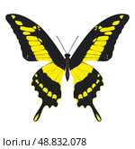 Бабочка с ярким окрасом "Парусник тоас". Papilio thoas. Североамериканская, из семейства "Парусники". Стоковая иллюстрация, иллюстратор Vladislav_v / Фотобанк Лори