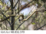 A close-up view of a small bird perched on a tree branch. Стоковое фото, фотограф EugeneSergeev / Фотобанк Лори