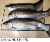 Три радужные форели на стеклянном блюде. Three rainbow trout on a glass dish. Стоковое фото, фотограф Денис Баданин / Фотобанк Лори