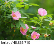 Pink rose hip flowers on a green. Стоковое фото, фотограф Елизавета Малкова / Фотобанк Лори