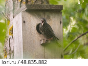 Скворец ругается. Стоковое фото, фотограф Александр Лубенцов / Фотобанк Лори