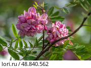 Blooming Robinia hispida, known as the bristly locust, rose acacia, or moss locust, is a shrub in the subfamily Faboideae of the pea family Fabaceae on a sunny spring day, Astrakhan, Russia. Стоковое фото, фотограф Ula Ulachka / Фотобанк Лори