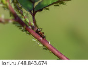 Pest control concept: aphids on growing shoot. Стоковое фото, фотограф Игорь Кляхин / Фотобанк Лори