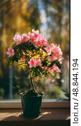 Flowering Azalea Plant in a Pot by the Window During Sunny Afternoon. Стоковое AI-изображение, AI-художник Юлия Гапеенко / Фотобанк Лори