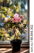 Flowering Azalea Plant in a Pot by the Window During Sunny Afternoon. Стоковое AI-изображение, AI-художник Юлия Гапеенко / Фотобанк Лори