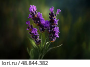 Purple Lavender Flowers Bloom in a Garden During Summer Months Attracting Pollinators and Enhancing Beauty. Стоковое AI-изображение, AI-художник Юлия Гапеенко / Фотобанк Лори
