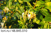 Lonicera japonica, Japanese honeysuckle and golden-and-silver honeysuckle, is a species of honeysuckle native to Asia. Ornamental plant used in traditional Chinese medicine. White yellow flowers. Стоковое фото, фотограф Юлия Петровская / Фотобанк Лори