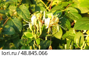 Lonicera japonica, Japanese honeysuckle and golden-and-silver honeysuckle, is a species of honeysuckle native to Asia. Ornamental plant used in traditional Chinese medicine. White yellow flowers. Стоковое видео, видеограф Юлия Петровская / Фотобанк Лори
