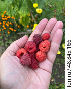 Enjoy the delightful taste of fresh, handpicked raspberries straight from the garden. Стоковое фото, фотограф Елена Захаревич / Фотобанк Лори