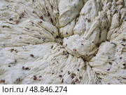 Тесто с изюмом для пасхальных куличей. Стоковое фото, фотограф Александр Река / ТАСС / Фотобанк Лори