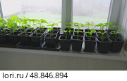 Vegetables seedlings. Young plants sprout growing in seed trays, in pots indoor. Early plant development. Green Tomato, pepper plant recently germinated and ready for thinning. Home gardening concept. Стоковое видео, видеограф Марина Демидюк / Фотобанк Лори