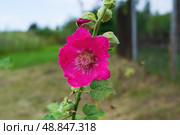 Цветок красной мальвы, Штокроза, Alcea, просвирник, род двулетних и многолетних растений семейства мальвовых. Стоковое фото, фотограф Андрей Цыганков / Фотобанк Лори