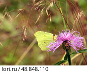 Brimstone butterfly. Стоковое фото, фотограф Абрамов Михаил / Фотобанк Лори