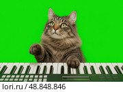 Funny cat playing synthesizer with green screen background. Cute fluffy pet touching piano keys with paws. Concept for meme, music, chroma key content and creative design. Banner. Copy space. Стоковое AI-изображение, AI-художник Евгений Демидюк / Фотобанк Лори