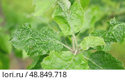 Apple Tree leaf curl. Diseases affecting fruit trees. Fungus deformans symptom. Puckered blistered distorted Leaves thickened and severely distort. Damage. Concept of farming, pest control, yield loss. Стоковое видео, видеограф Марина Демидюк / Фотобанк Лори
