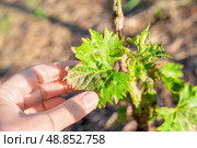 A gardener examines green, lumpy diseased leaves on a grapevine seedling. Grapevines are affected by felt spider mites. Стоковое фото, фотограф Коханова Наталья / Фотобанк Лори