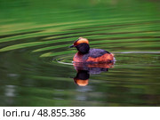 Horned grebe swimming in a dark lake. Стоковое фото, фотограф Саблин Станислав / Фотобанк Лори