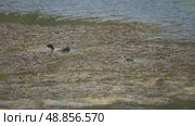 Евразийская лысуха  (Fulica atra) с птенцами ест водоросли в пруду. Стоковое видео, видеограф Mixail59 / Фотобанк Лори
