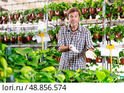 Salesman of flower shop near shelf with pothos tutor chooses pot with plant to send for customer. Стоковое фото, фотограф Яков Филимонов / Фотобанк Лори