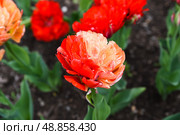 Closeup of a single red and orange double tulip Gudoshnik Double in full bloom, showcasing vibrant layered petals and rich spring colors. Стоковое фото, фотограф Татьяна Терехина / Фотобанк Лори