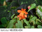 Orange Begonia Pendula in bloom, cascading petals captured in closeup. A vibrant ornamental flower from the Begoniaceae family. Стоковое фото, фотограф Татьяна Терехина / Фотобанк Лори