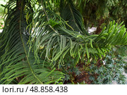 Close-up of Araucaria heterophylla (Norfolk Island Pine) branch with lush green needles, Singapore. Tropical conifer details in natural sunlight. Стоковое фото, фотограф Татьяна Терехина / Фотобанк Лори