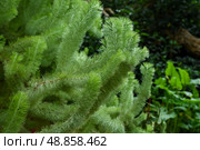 Close-up of Adenanthos sericeus woolly bush showing its distinctive needle-like leaves. Proteaceae family plant thriving in Singapore gardens. Стоковое фото, фотограф Татьяна Терехина / Фотобанк Лори