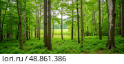 Lush summer green forest landscape with tall trees, bright foliage, dense undergrowth, peaceful nature scene for wellness, background, travel, hiking, ecological concepts. Стоковое AI-изображение, AI-художник Павел Муравьев / Фотобанк Лори