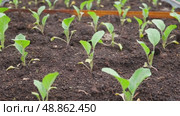 White cabbage seedlings. Young saplings of broccoli and cauliflower close-up grows in a garden bed ground soil. Planting in the vegetable garden. Organic green fresh Kale sprout having germinated. Стоковое видео, видеограф Марина Демидюк / Фотобанк Лори