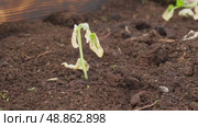 Dying cucumber seedling. Yellow wilted sprouts branch. Rotten. Crop failure. Disease of agricultural plants. Spotted yellowed diseased leaf. Leaves Infection. Sunburn. Vegetables Cultivation problems. Стоковое видео, видеограф Марина Демидюк / Фотобанк Лори