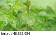 Currant and gooseberry leaf spot. Curling puckering sick blister leaves close-up. Small, dark yellow orange spots on the plant. Puckered blistered leaves distorted by aphids. Yellowish green foliage. Стоковое видео, видеограф Марина Демидюк / Фотобанк Лори