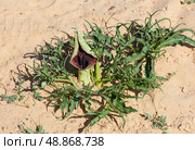 Blooming tuberous geophyte (lat.- Eminium spiculatum) Стоковое фото, фотограф Irina Opachevsky / Фотобанк Лори