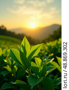 Golden sunlight bathes vibrant green tea leaves as the day begins. Majestic hills rise in the background, creating a picturesque view of tea cultivation in Asia top regions Generative AI. Стоковое AI-изображение, AI-художник Юлия Петровская / Фотобанк Лори