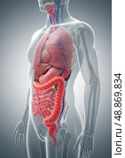 Male anatomy showing digestive system and acid reflux. Стоковое AI-изображение, AI-художник Гайфуллина Дина / Фотобанк Лори