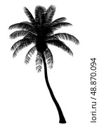 silhouette of coconut palm tree isolated on white background. Стоковое фото, агентство Ingram Publishing / Фотобанк Лори