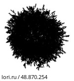 top view silhouette of orange tree isolated on white background. Стоковое фото, агентство Ingram Publishing / Фотобанк Лори