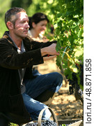 Couple pruning vines. Стоковое фото, агентство Ingram Publishing / Фотобанк Лори