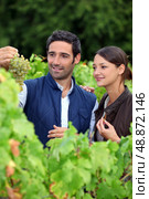Grape growers picking grapes in their vineyard. Стоковое фото, агентство Ingram Publishing / Фотобанк Лори
