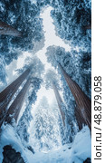 Snow-covered sequoia trees stand tall in winter forest landscape during a serene snowfall. Стоковое AI-изображение, AI-художник Александр Довянский / Фотобанк Лори