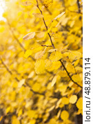 Light Filters Through Golden Aspen Leaves in Autumn Season. Стоковое фото, фотограф Aleksandr Golubev / Фотобанк Лори