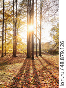 Golden Embrace Sunset Filtering Through Autumn Foliage at City Park. Стоковое фото, фотограф Aleksandr Golubev / Фотобанк Лори