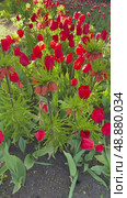 St. Petersburg. Vertical video of beautiful spring natural background of flower bed with red tulips and fritillaries flowers in the city park of Elagin Island on sunny May day. Picturesque landscape. Стоковое видео, видеограф Виктория Катьянова / Фотобанк Лори