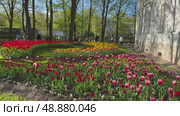 SAINT PETERSBURG, RUSSIA - May 19, 2025: Video of beautiful city park on Elagin Island is decorated with bright flowerbeds with red and pink tulips and yellow daffodils on sunny May day. Annual Tulip Festival. Редакционное видео, видеограф Виктория Катьянова / Фотобанк Лори