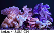 A close-up image showcasing a variety of pink and purple oyster mushrooms growing in a dark, natural environment. Стоковое AI-изображение, AI-художник Данила Большаков / Фотобанк Лори